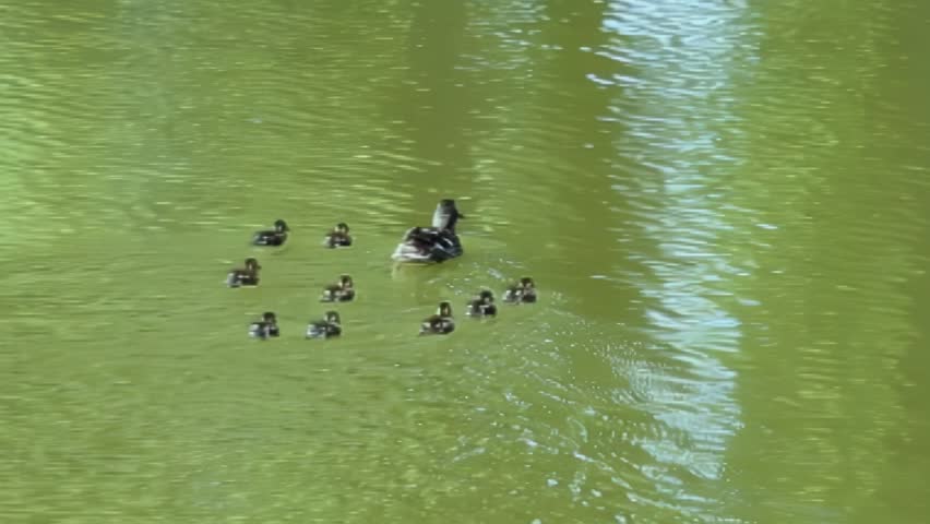 A family of ducks swimming in slow motion across vibrant green water. The mother duck leads while ducklings follow closely behind, gradually changing formation as they navigate through