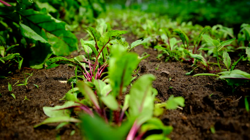 Slow motion close up shot of baby red beets growing in sandy soil while slightly moving camera toward more matured beetroots with much more developed leaves