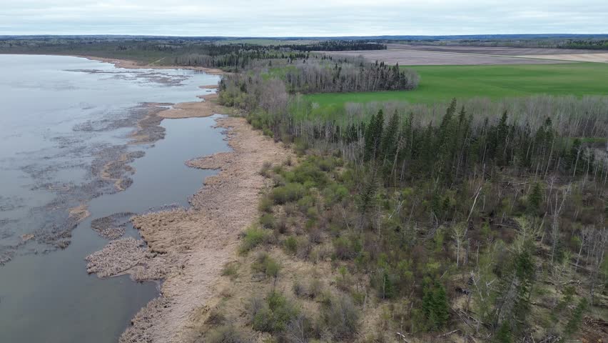 Aerial flight along a diverse shoreline where a calm lake meets marshy reed beds, transitioning to a mixed forest and green agricultural fields. Overcast sky provides even lighting. Natural beauty.