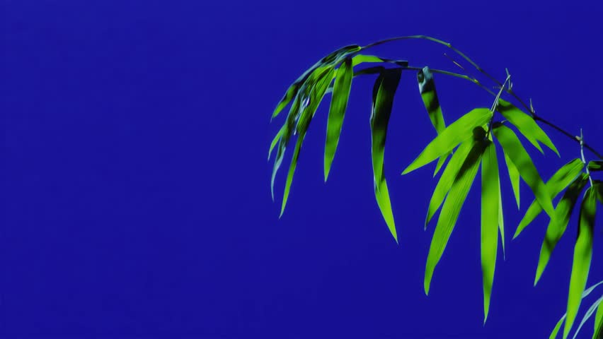Close-up footage of green plant leaves swaying gently in front of a solid blue background. Ideal for chroma key use, botanical studies, visual effects (VFX), or compositing practice. Each shot feature
