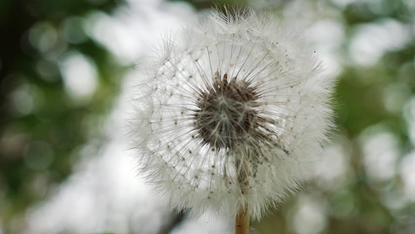 Macro view of a fragile dandelion against a soft green background.