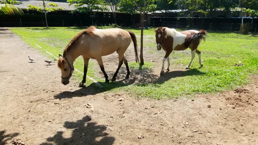 2 horses are playing and running in the stable