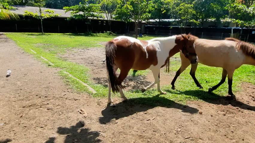 2 horses are playing and running in the stable