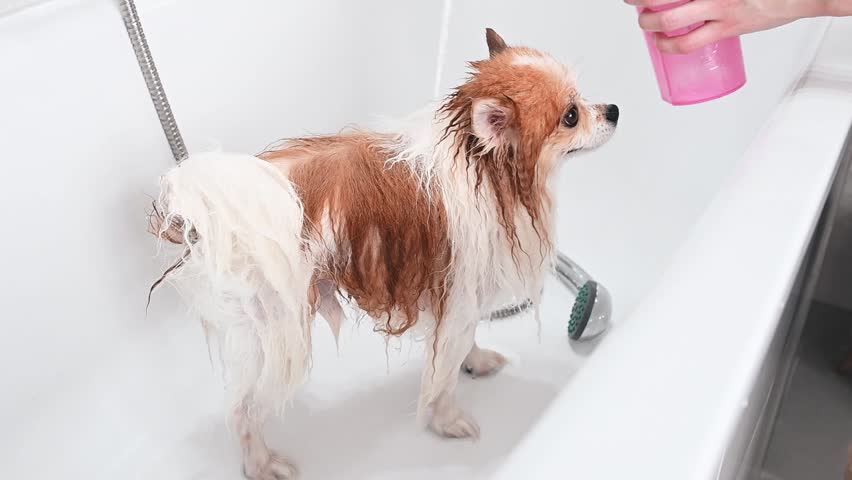 Conditioner spreads over spitz fur as groomer gently massages coat. Conditioner softens texture and adds shine. Great for pet product promos, vet clinics, mobile grooming ads, pet spa visuals