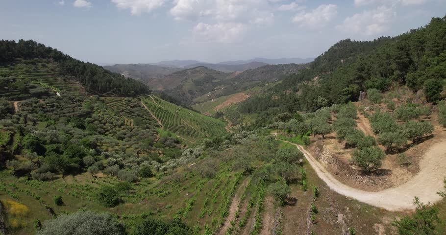 Lush landscape with cultivation Plantation, trees on slope of mountain