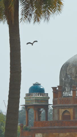 New Delhi, Delhi, India. Black Kite bird flying above Babur