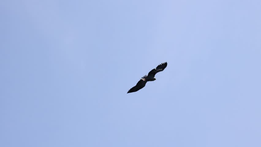 A White tailed eagle dives down and take a fish