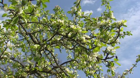 White blossoms of wild apple malus dolgo against blue sky