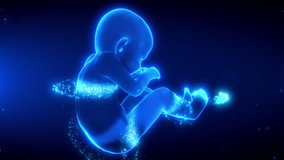 3D animated holographic fetus rotates and gradually reveals its internal structure in a high-tech wireframe and glowing particle visual style, lasting 20 seconds Seamless loop - Powered by Shutterstock - Get 15% off with code: PIKWIZARD15