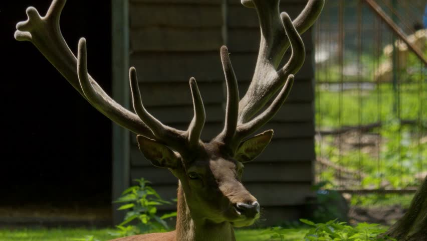 Deer portrait of whitetail with large horns on forest trees background. beautiful deer antlers close up