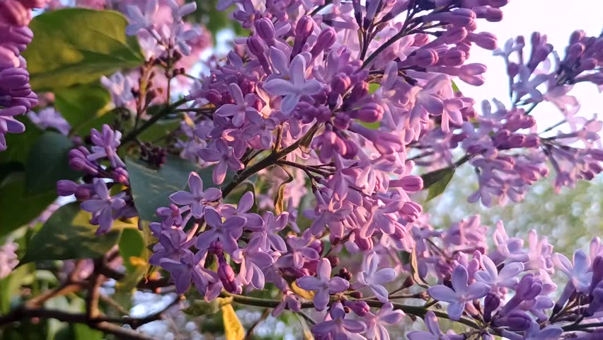Close-up of purple lilac flowers with sky backdrop. Perfect for floral branding, seasonal edits, and calming visuals.