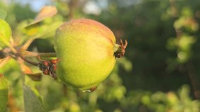 Small fruits on an apple tree. Apples on tree branches. Trees and fruits. Growing the harvest - Powered by Shutterstock - Get 15% off with code: PIKWIZARD15