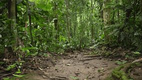 Young male traveler walking barefoot along narrow dirt path, surrounded by dense tropical vegetation, experiencing raw connection with lush Amazon rainforest wilderness - Powered by Shutterstock - Get 15% off with code: PIKWIZARD15