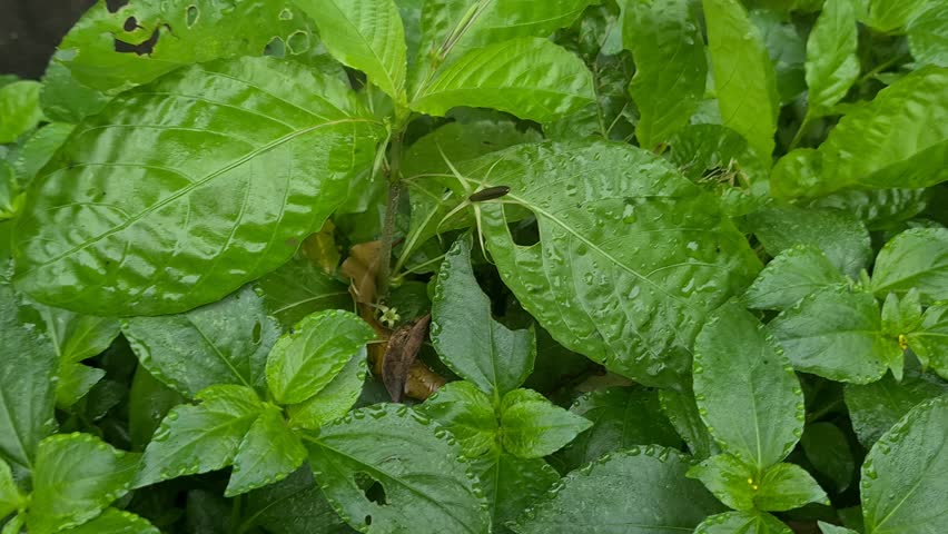 popping pod plant being pulled out, known for seed pods that explosively burst when touched by water, fun and unique tropical plant reaction.