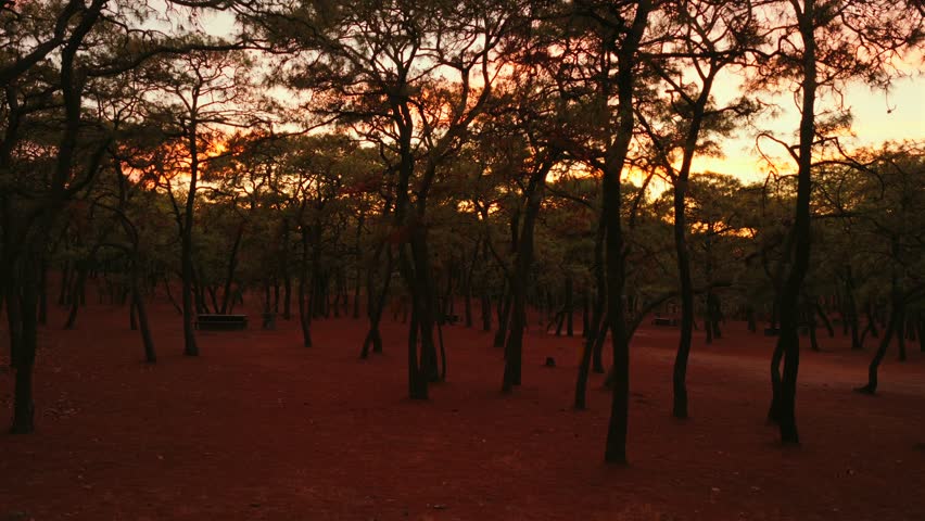 Bosque de la Primavera - Protected Natural Area In Guadalajara, Jalisco, Mexico At Sunset - Drone Shot