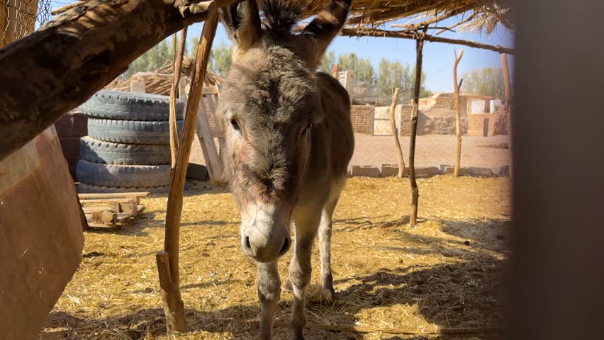 Calm donkey and kind wonderful animal rural village countryside Iran desert life livestock grazing in stable arid bedouin caravan donkeys in nature tourism sunshine summer season peaceful local people