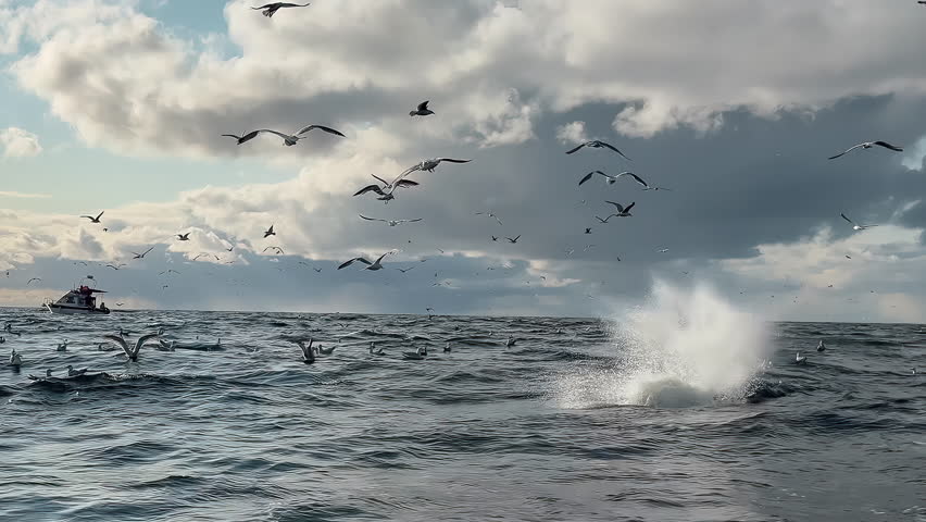 A pair of humpback whales follow each other as they dive into the Arctic sea. Sunset time. View from a boat bobbing on the waves.