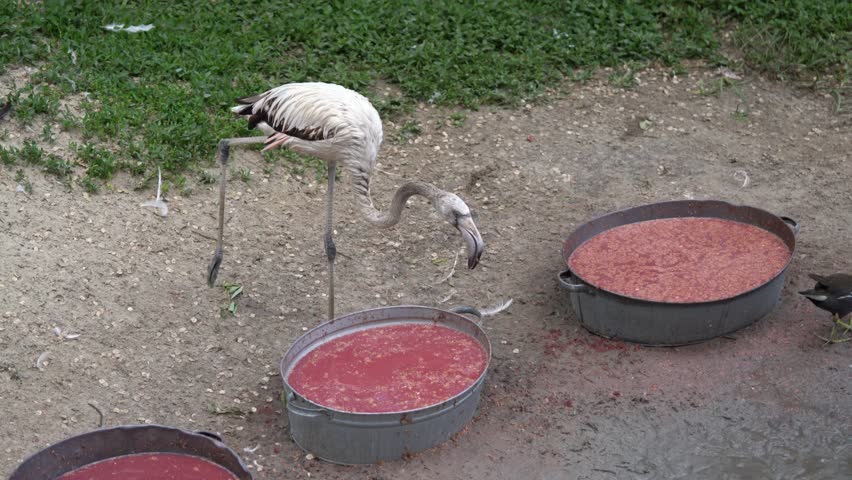 Pink flamingo feeding in a zoo