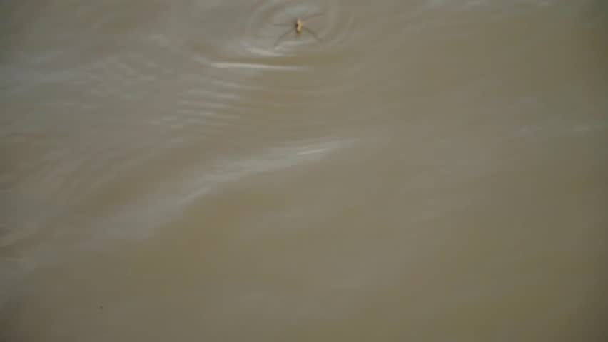 Close-up footage of a water strider insect gliding smoothly across the surface of flowing river water. The insect's legs create gentle ripples on the calm, murky water.