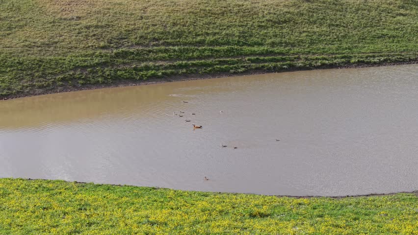 Ruddy shelduck floating serenely among swimming ducks in murky water, showcasing contrasting colors and behaviors within natural wetland ecosystem