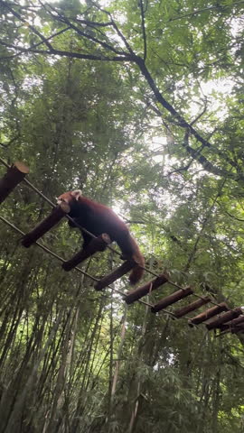 Red panda resting on wooden bridge in bamboo forest with lush green foliage above, tc01
