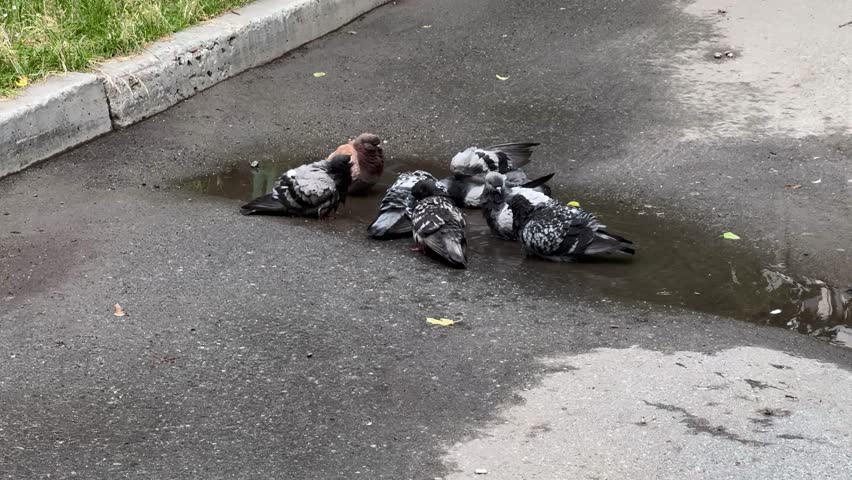 Pigeons splash in a city puddle