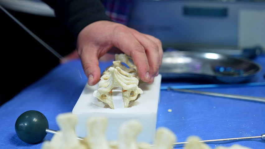 Long metal tool is inserted among the bones of the spine dummy. Male hands hold skeleton mock up using instrument. Neurosurgery practice.