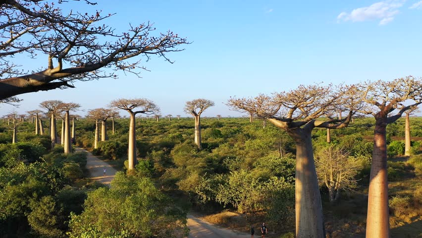 Discover the stunning baobab forest in Madagascar, showcasing tall, distinctive trees reaching toward the bright blue sky amidst a vast, open landscape during the afternoon.