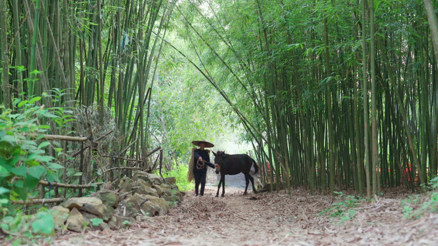Local farmer man walking and leading donkey under bamboo canopy in rural village
