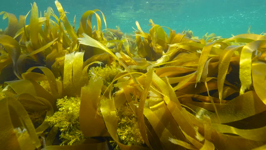 Dense brown seaweed in the Atlantic ocean, kelp Saccorhiza polyschides with Gongolaria baccata algae, natural underwater scene, Spain, Galicia, Rias Baixas