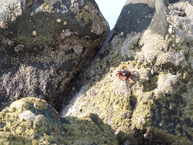 A crab Grapsus tenuicrustatus climbs rocks near Gulf of Oman at Khor Fakkan Beach in April. Grapsus tenuicrustatus, thin-shelled rock crab, Natal lightfoot crab is a species of decapod crustacean. UAE