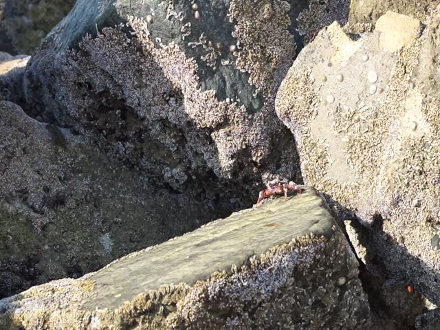 A crab Grapsus tenuicrustatus climbs rocks near Gulf of Oman at Khor Fakkan Beach in April. Grapsus tenuicrustatus, thin-shelled rock crab, Natal lightfoot crab is a species of decapod crustacean. UAE