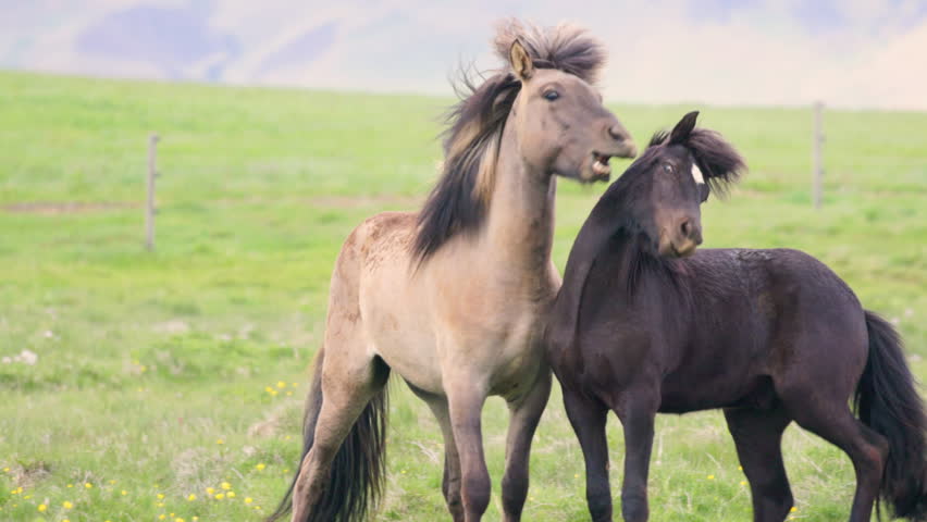Beautiful Horses Swiftly Running in a Picturesque Landscape Setting. Iceland