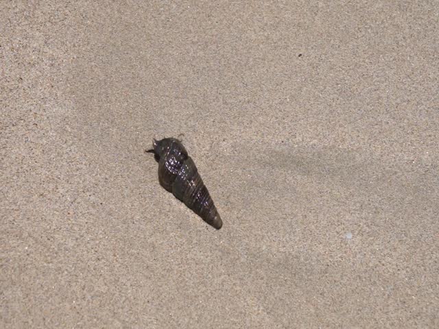 The crab Clibanarius signatus, living in the shell of Terebralia palustris, was caught in the waters of the Gulf of Oman on the Khor Fakkan Beach in April. Clibanarius is a genus of hermit crabs. UAE.