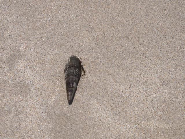 The crab Clibanarius signatus, living in the shell of Terebralia palustris, was caught in the waters of the Gulf of Oman on the Khor Fakkan Beach in April. Clibanarius is a genus of hermit crabs. UAE.