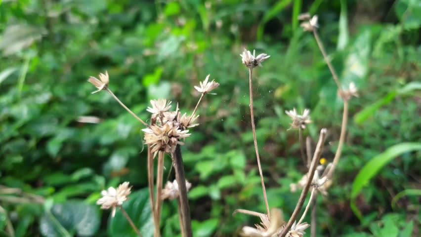 A vibrant field of Bidens pilosa (Spanish Needle) plants swaying gently in natural light, highlighting their wild beauty and medicinal uses in crisp 4K video footage.