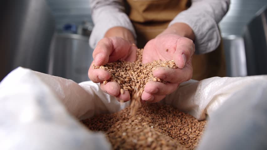 Crafting beer, hands sifting barley grains in brewing process.