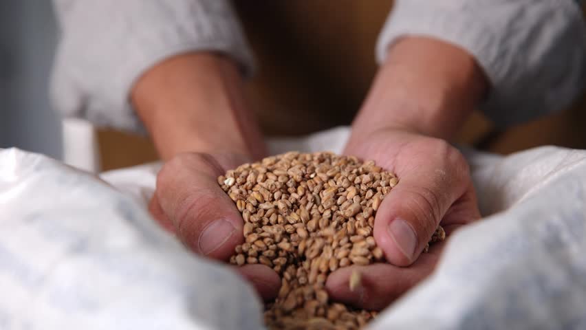 Brewing process, hands pouring malt grains in craft brewery production.