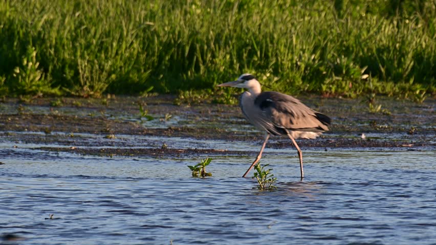 Grey Heron Ardea cinerea gracefully walks along the lakes edge, its long legs moving slowly through the shallow water. Slow motion in the wild.