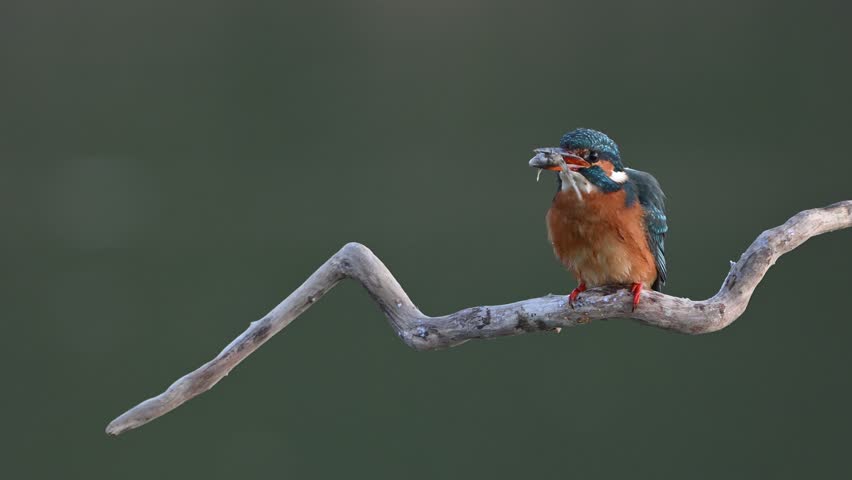 Common kingfisher Alcedo atthis, catches a fish, strikes it against a branch to stun it, and then swallows it whole. Slow motion.