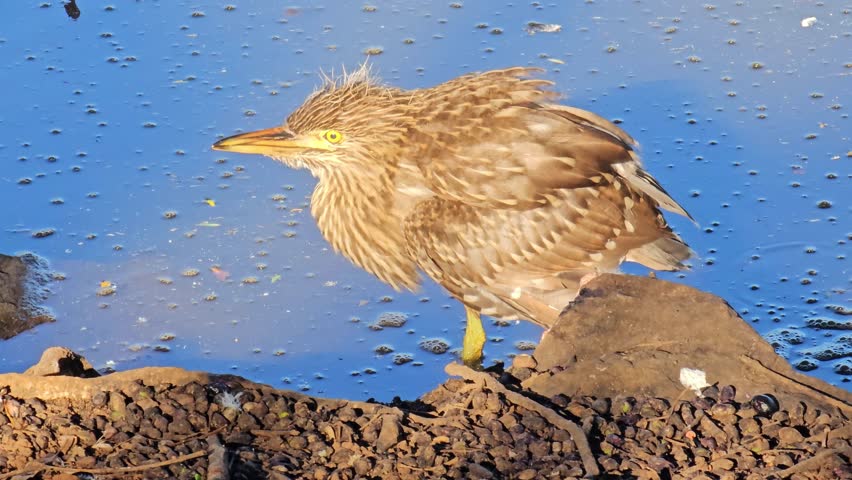 Water bird, a beautiful water bird on a summer morning looking for food, 4k, selective focus.