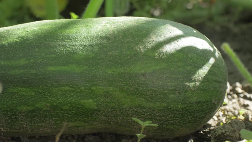 Mature green zucchini, stem still attached, rests on rich garden soil with sunlight shining on parts of it. Courgette or baby marrow is grown without use of chemicals. Choice for healthy eating