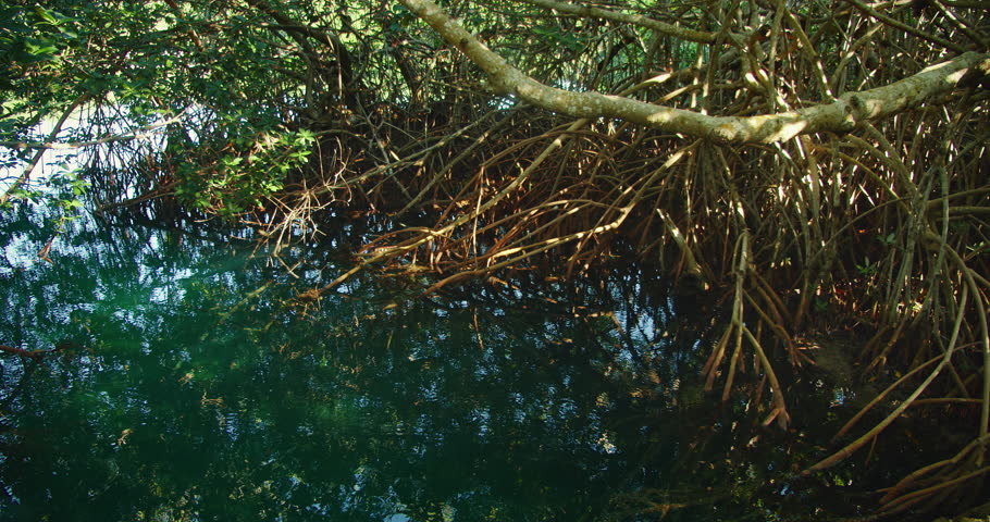 Dense mangrove roots reflect in still green water of cenote under sunlight