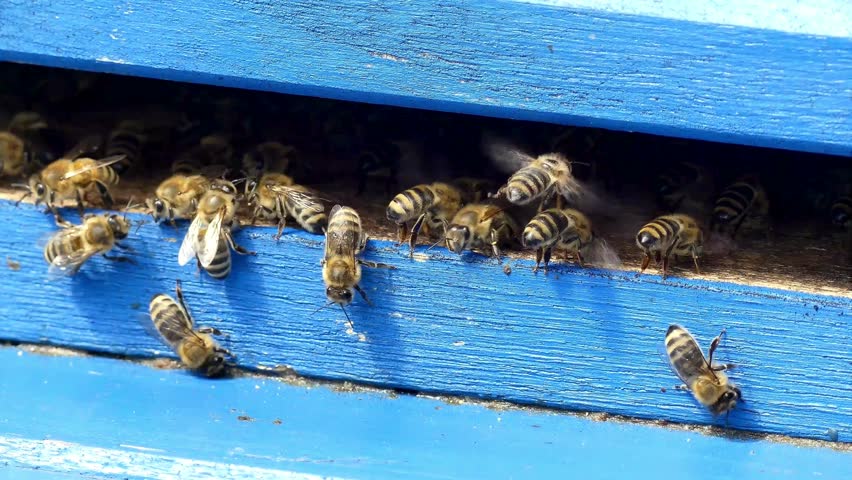 Active beehive at the entrance to a blue box