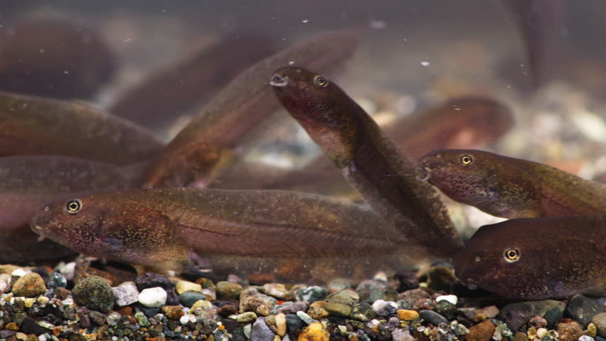 Close Up Dolly Shot of Tadpoles (Forest Green Tree Frog, Rhacophorus arboreus) Swimming in Water