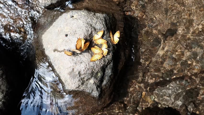 A flock of Lutea mapwings are puddling on a river rock. Cyrestis lutea (Nympalidae, Cyrestinae) Butterflies of East Java, Indonesia.