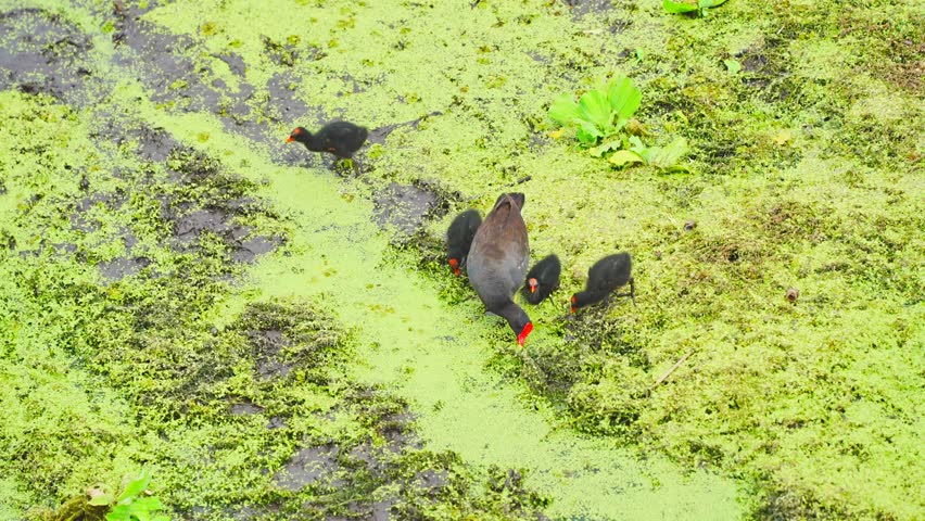 Plant city, Florida, USA: 06 22 2025: read beack moorhen bird is looking for food in a dried lake: The landscape of Edward Medard Conservation Park in Plant City close to Tampa