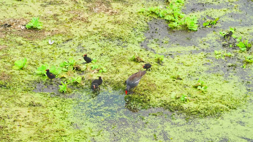 Plant city, Florida, USA: 06 22 2025: read beack moorhen bird is looking for food in a dried lake: The landscape of Edward Medard Conservation Park in Plant City close to Tampa