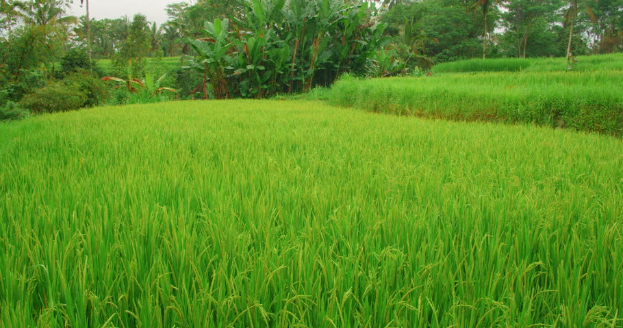 Vibrant rice fields stretch across the lush landscape during wet season in Bali
