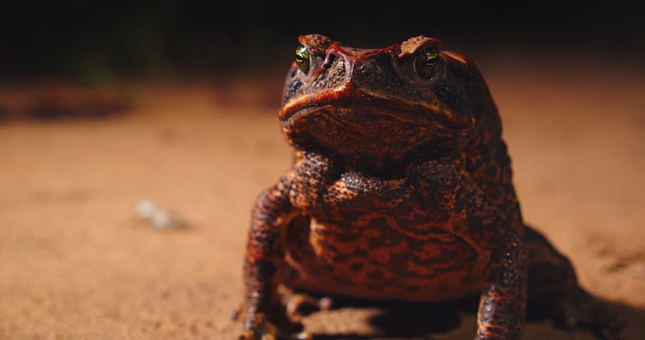 Textured skin cane toad showing its bulging eyes and wide mouth closeup as it sits calmly in Peru’s Amazon rainforest.